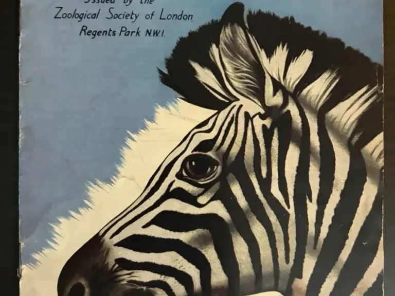 Blue London Zoo visitor-plan cover with a large black-and-white zebra head